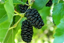 قیمت عجیب میوه محبوب / کیلویی ۵۰۰ هزار تومان!