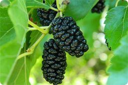 قیمت عجیب میوه محبوب / کیلویی ۵۰۰ هزار تومان!