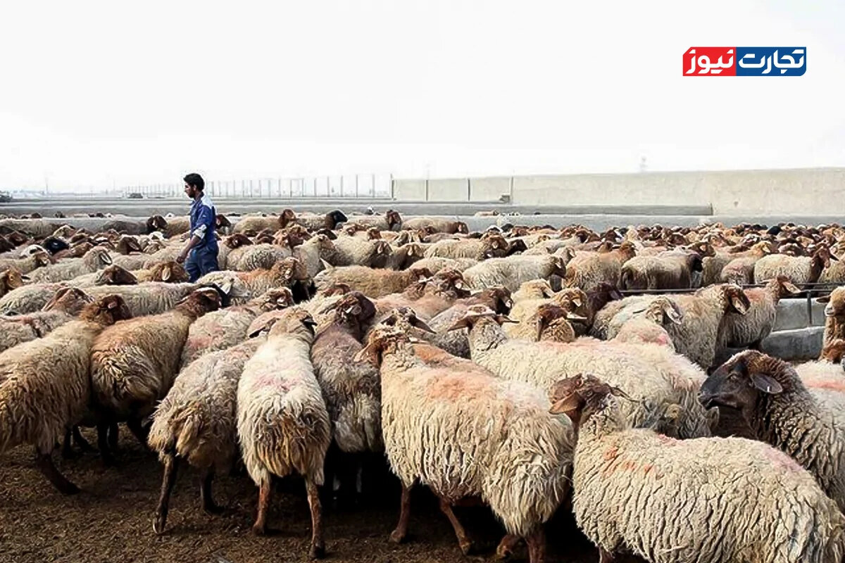 معجزه گرما: بیماری دام‌ها نابود شد! اما قاچاق دام واقعا صفر است؟