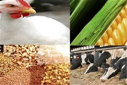 پایان کابوس ارز ترجیحی: آیا نقدینگی جدید تولیدکنندگان را نجات می‌دهد؟