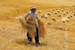 هشدار جنجالی: گندم‌کاران زیر تیغ خشکسالی! دیم‌زارها در خطر نابودی!