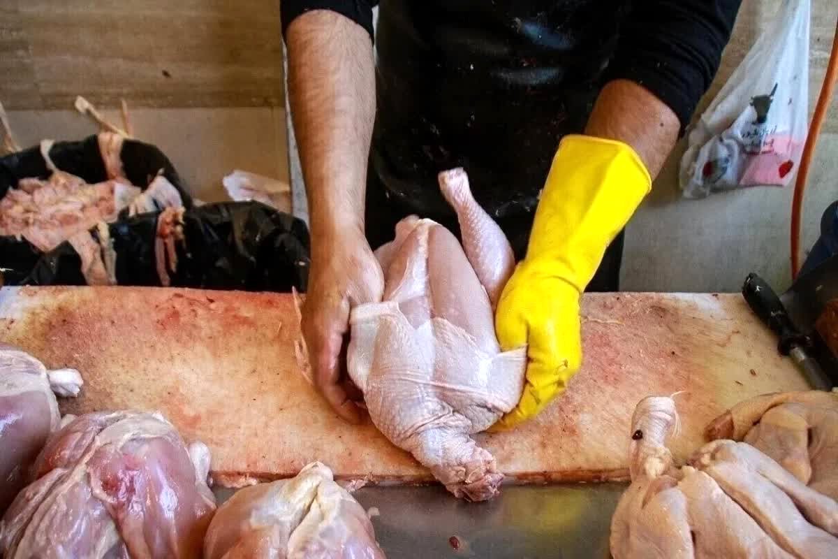 سقوط آزاد قیمت مرغ: دست‌های پنهان در بازار فاش شدند؟