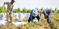 یک ممنوعیت جدید برای محصول ایرانی