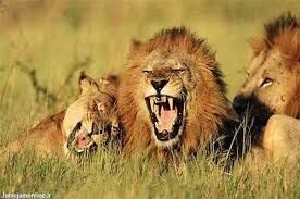 شیرهای گرسنه یک گراز را پاره کردند + فیلم