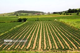 سیستان و بلوچستان زیر کشت بزرگترین مزارع محصولات استراتژیک: ۴۸ هزار هکتار غول کشاورزی ایران!