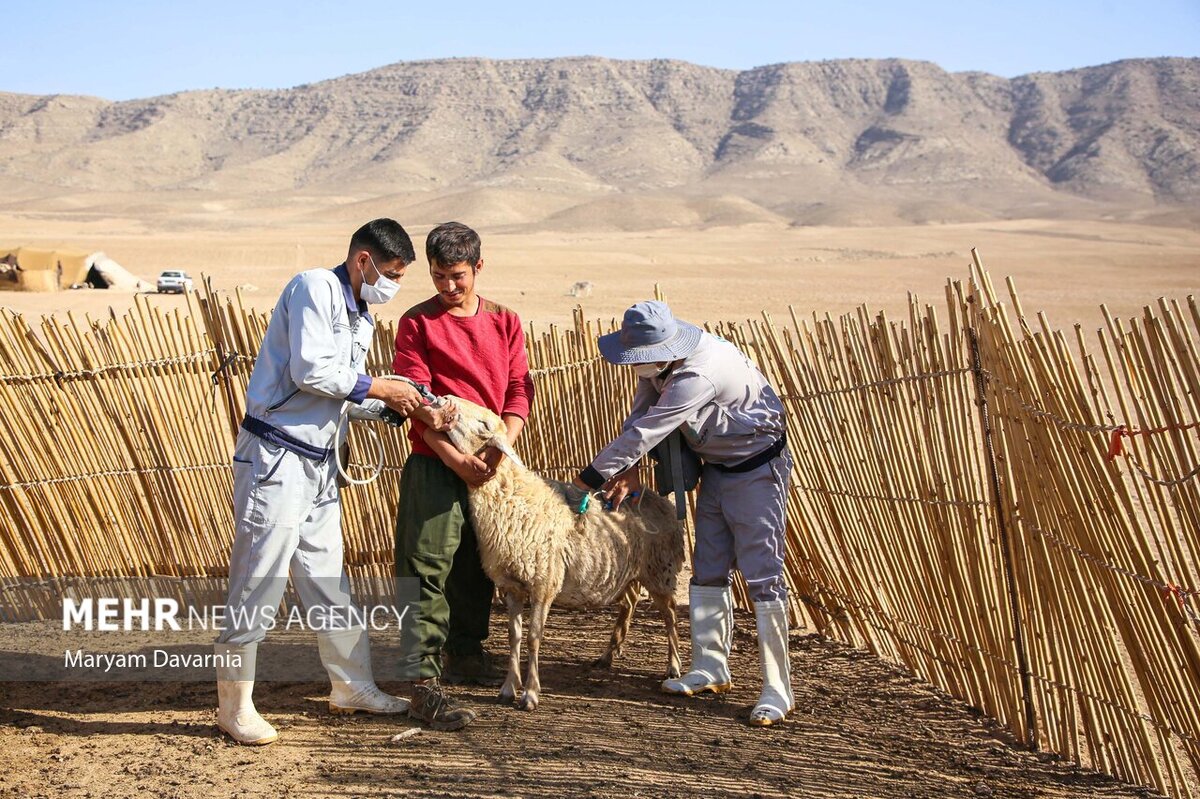 طغیان تب‌برفکی در سمنان: واکسیناسیون دام‌ها ادامه دارد، اما خطر همچنان پابرجاست!