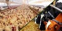 فاجعه نهاده دامی: ۶۰ هزار تن روزانه در بازارگاه؛ چه کسی سود می‌برد؟