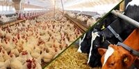 فاجعه نهاده دامی: ۶۰ هزار تن روزانه در بازارگاه؛ چه کسی سود می‌برد؟