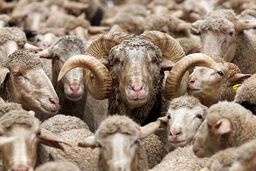 گوسفند زنده در تهران چند؟ - ۳۱فروردین ۱۴۰۴