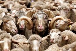 گوسفند زنده در تهران چند؟ - ۳۱فروردین ۱۴۰۴