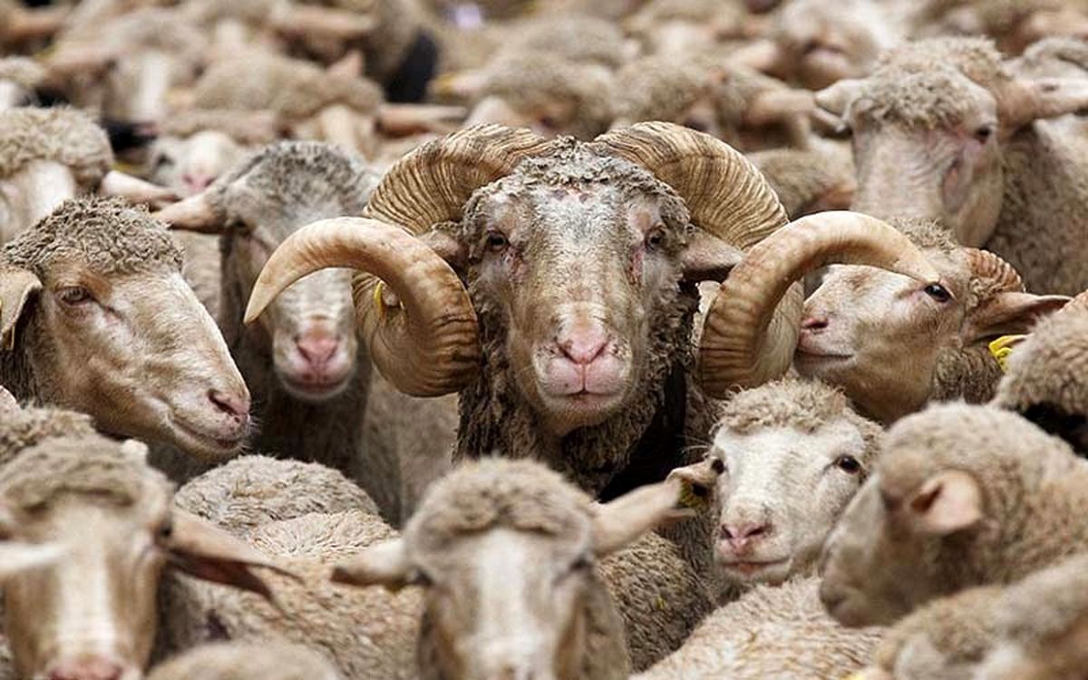 قیمت جدید دام زنده در سال ۱۴۰۴