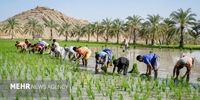 فوری: شوک بزرگ در بازار جهانی! قیمت کالاهای اساسی امروز جمعه ۱۲ دی سر به فلک کشید