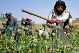 افغانستان در باتلاق خشخاش فرو رفت: کشت 20 درصدی کاهش یافت!