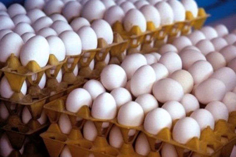 اصلاح دستورالعمل خرید تضمینی تخم‌مرغ ابلاغ شد / جزئیات طرح وزارت جهاد کشاورزی برای کنترل قیمت‌ها