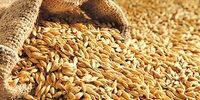 بمب خبری بازار ابریشم: قیمت مصوب پیله تر 1405 جنجال آفرین شد!