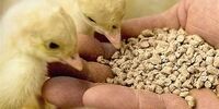 افشای هدفگذاری جنجالی دولت: کاهش ۲۰ درصدی تلفات جاده‌ای، شدنی است؟