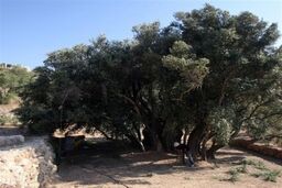 فلسطین ماندنی است؛ مادر زیتون، تاریخ 5500 ساله در مقابل چشمان جهان!