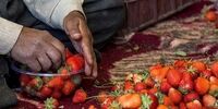 طالبی و خربزه درشت‌تر، شیرین‌تر و مقاوم‌تر! راز هسته‌ای در مزرعه شما چیست؟