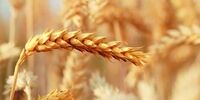 قیمت خرید گندم تولیدی رسما اعلام شد