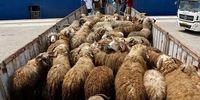 مرگ ۴ نفر به خاطر یک گوسفند