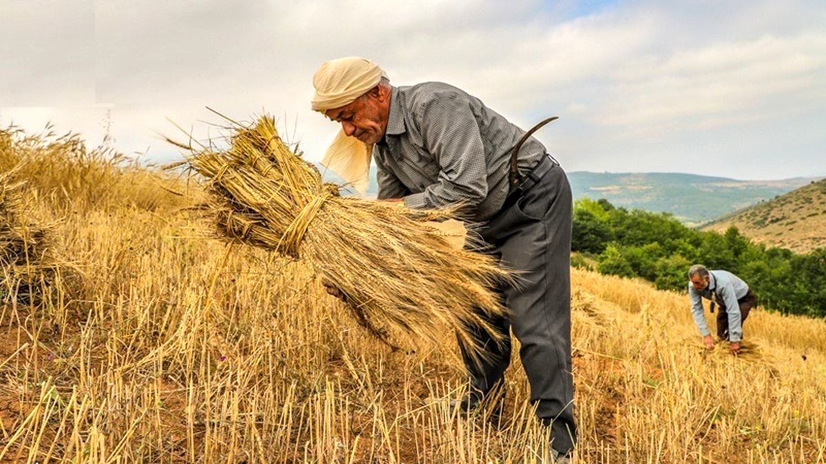 گندمکاران هنوز طلب دارند
