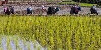 ماجرای نامه مهم جواد اوجی چه بود؟