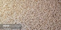فاجعه در راه است! قیمت باورنکردنی برنج هندی و پاکستانی؛ سفره مردم خالی می‌شود؟