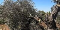 فاجعه زیست‌محیطی غزه: رژیم صهیونیستی ۷۵ درصد درختان زیتون را نابود کرد!