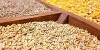 خودکفایی غلات چین: رویای فریبنده یا فاجعه پنهان؟