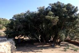 فلسطین ماندنی است: راز 5500 سال زیتون و مادران مقاوم