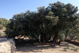 فلسطین ماندنی است؛ ریشه‌های 5500 ساله و زیتون‌های جاودانه