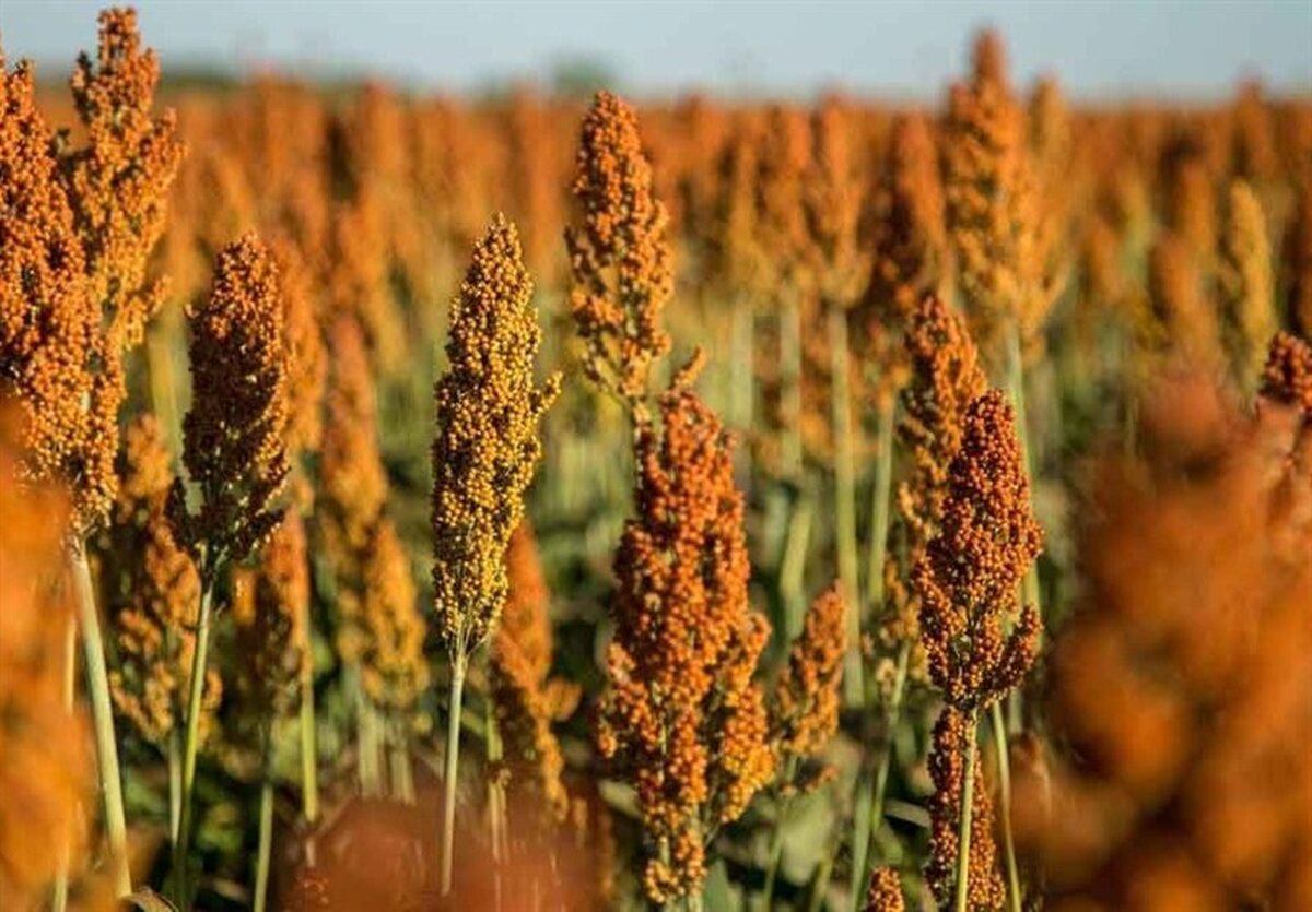 بحران آب ایران: سورگوم؛ راه حل شوک‌آور برای نجات کشاورزی از نابودی!