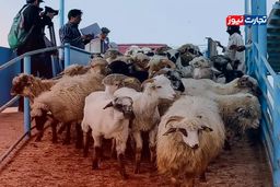 هشدار فوری: قیمت دام زنده در ۲۵ بهمن ۱۴۰۴ سر به فلک کشید! +جدول تکان‌دهنده