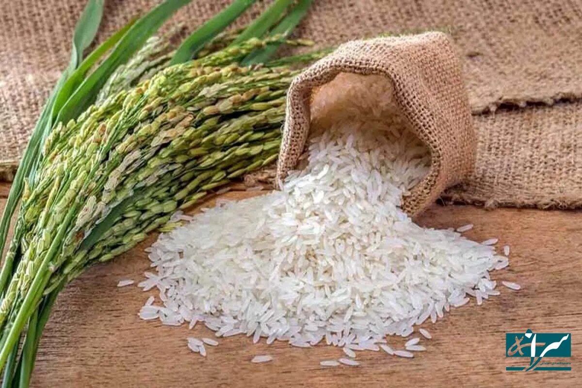 برنج با قیمت جدید به بازار آمد – ۷ اسفند ۱۴۰۳