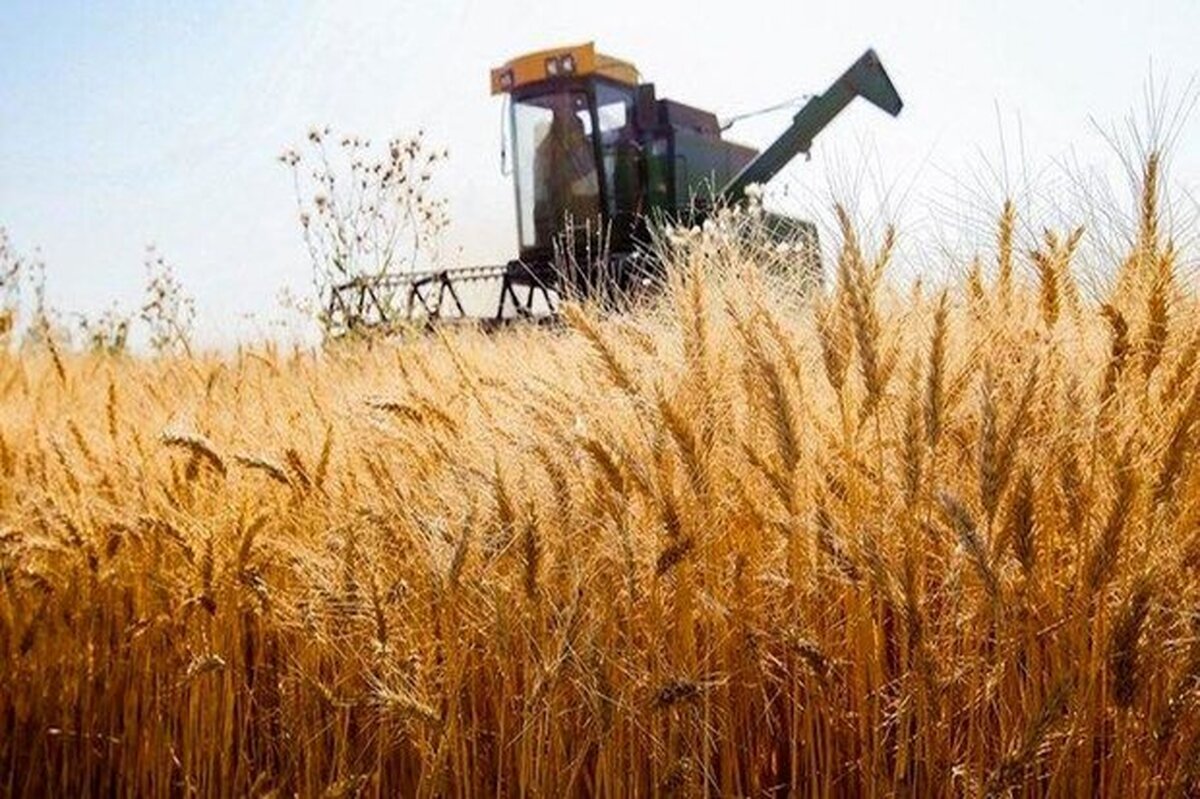 شوک آور: با وجود الزام بیمه گندم‌زارها، سهم بیمه کشاورزی ذره‌ای تغییر نکرد!