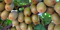 چراغ سبز بازار روسیه به محصولات ایرانی