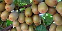 چراغ سبز بازار روسیه به محصولات ایرانی