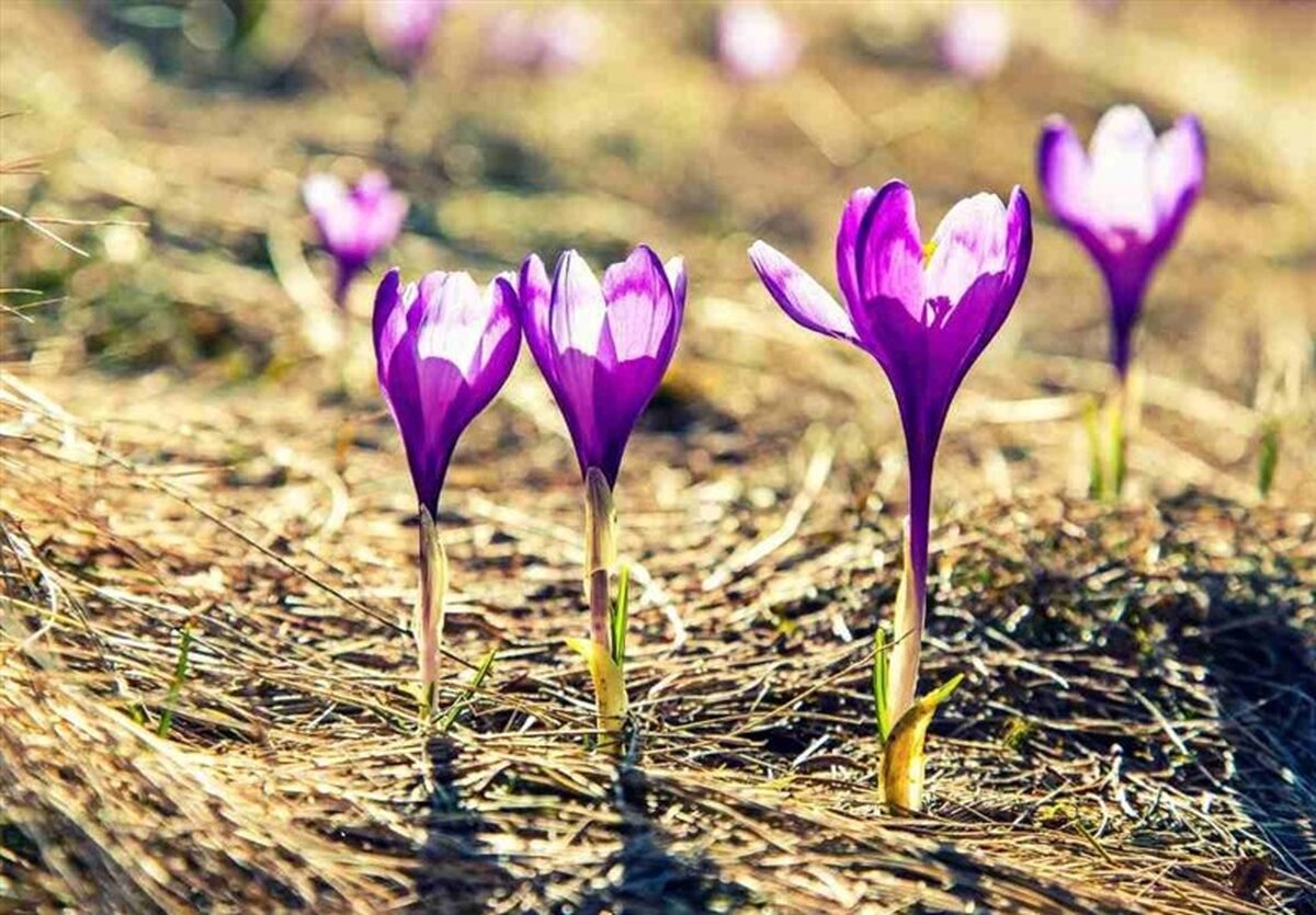 فاجعه آب در راه است: زعفران، تریکاله و کینوا ناجی ایران می‌شوند؟