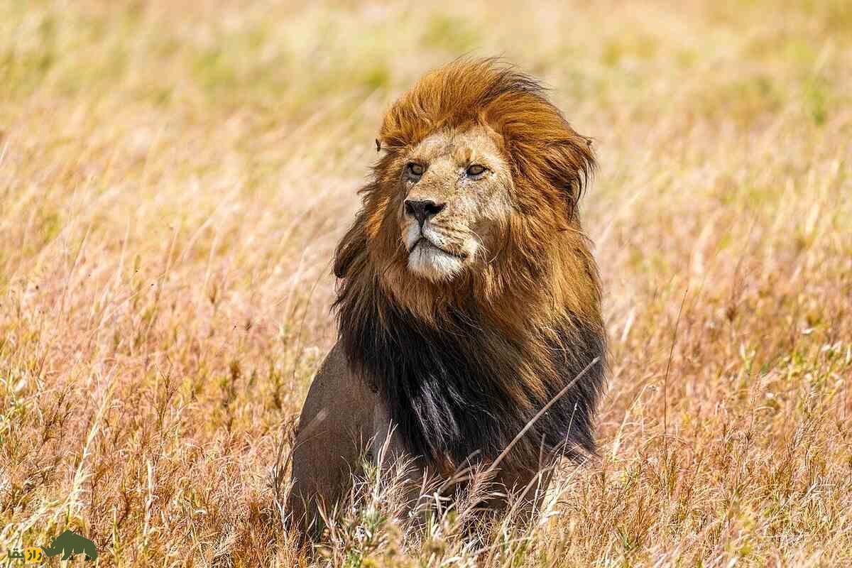 زنده خوردن گوزن یالدار توسط شیر خشمگین + فیلم