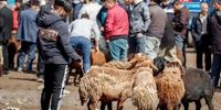 قیمت دام زنده 5 اسفند 1404 غوغا کرد: گوشت گران می‌شود؟ + جدول