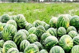 خبر داغ: صیفی‌جات در ماه رمضان فرو می‌ریزند؛ وعده جنجالی رئیس اتحادیه مشهد!