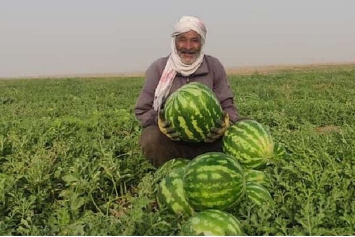 جاسک زیر آب هندوانه رفت؛ برداشت پاییزه با غوغا!