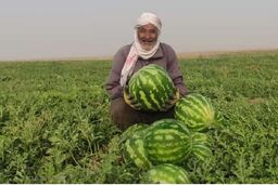 جاسک زیر آب هندوانه رفت؛ برداشت پاییزه با غوغا!