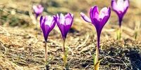 سیل گل‌ها در کویر؟زعفران، تریکاله و کینوا؛ نجات‌بخش بی‌آبی ایران!