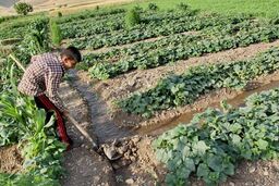 فاجعه در ایلام: کشاورزی سنتی در حال نابودی است، مسئولان خوابند!