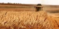 فاجعه یا نجات؟ ۳ میلیون تن گندم از زمین‌های سبزی و صیفی در راه است!