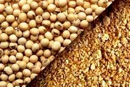 رانت ۱۰ هزار میلیارد تومانی در جیب کیست؟ سقف واردات دانه‌های روغنی و کنجاله شکسته شد!
