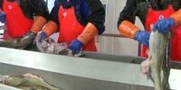 افشاگری جنجالی: بسته‌بندی‌های ضدباکتری مواد غذایی؛ بمب ساعتی در صنعت یا راه نجات؟