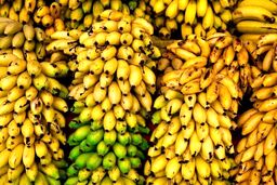 فاجعه در گمرک؛ هزار تُن موز و سیب در آستانه نابودی!