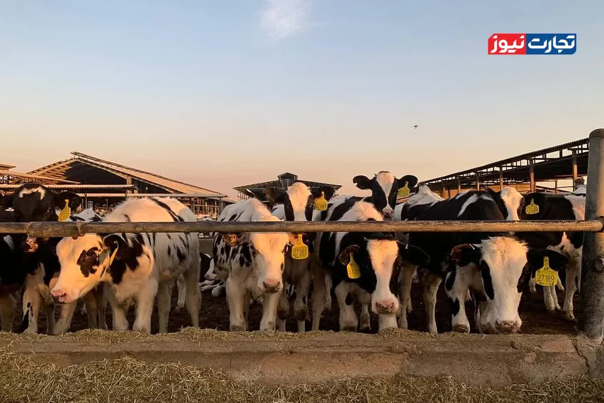 قیمت دام زنده 5 اسفند 1404 غوغا کرد: گوشت گران می‌شود؟ + جدول